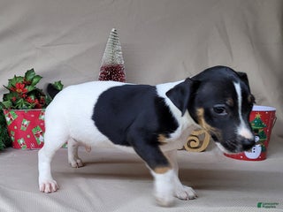 Jack Russell Terrier dogs FOSTER of Westfork - Ad 3