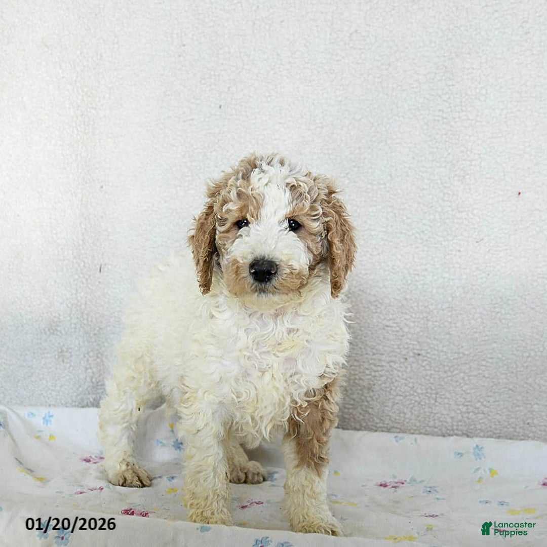 Standard Poodle dogs for sale: Max - Ad 1