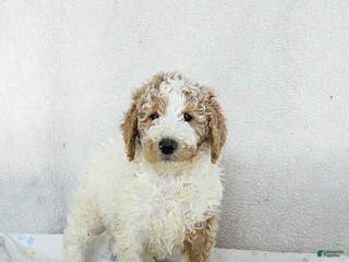 Standard Poodle dogs Max - Ad 12