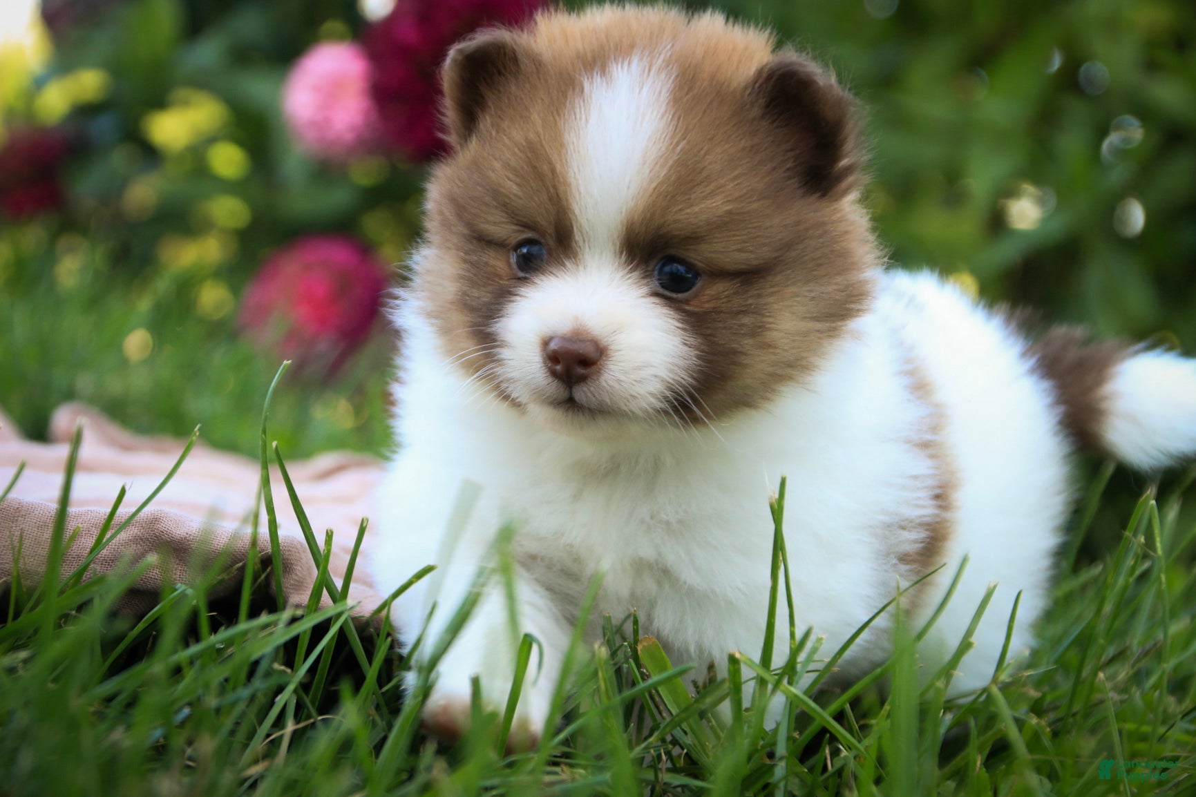 Pomeranian dogs Athena Pomeranian  - Ad 2