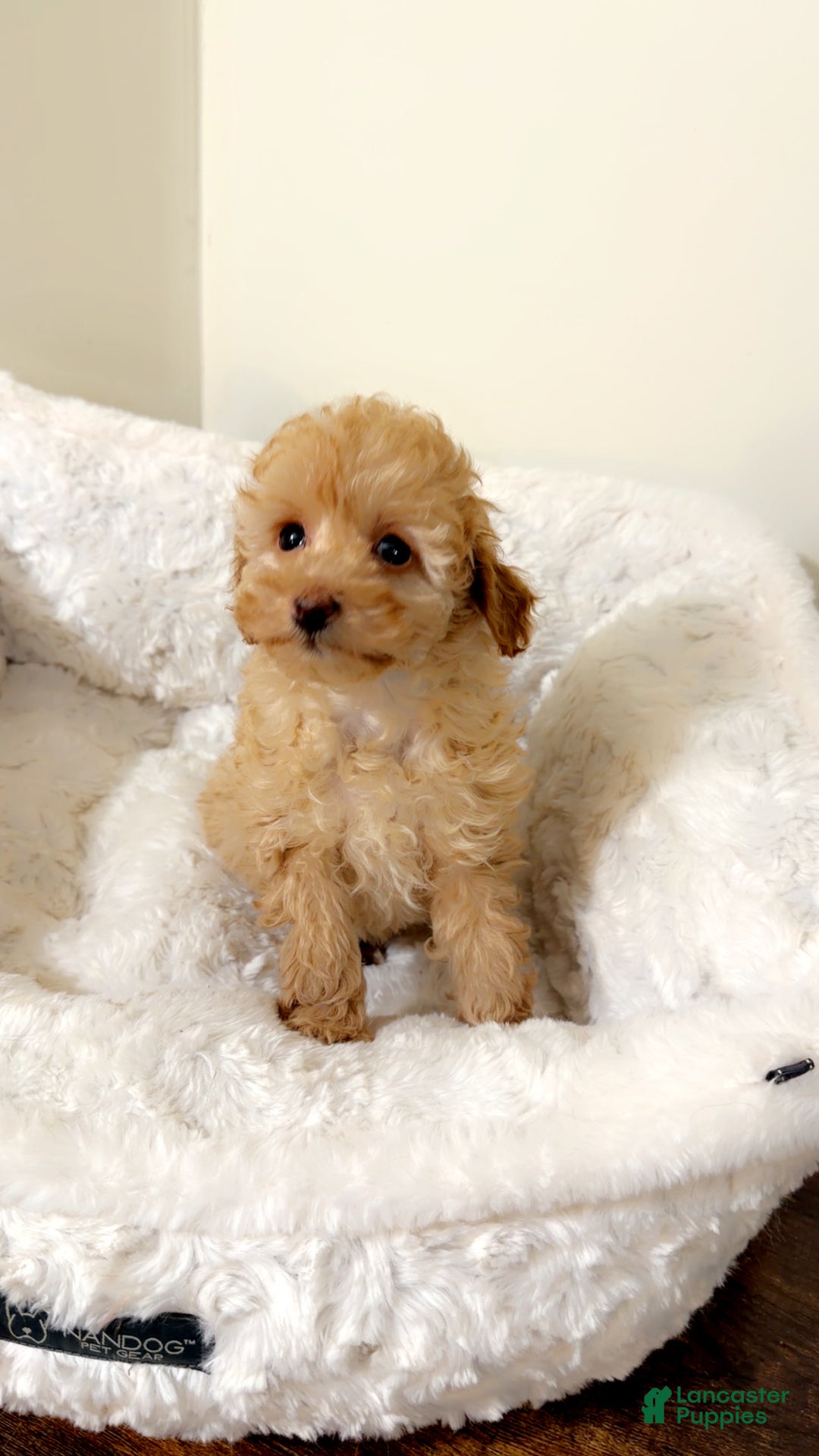 Maltipoo dogs for sale: Mia - Ad 2