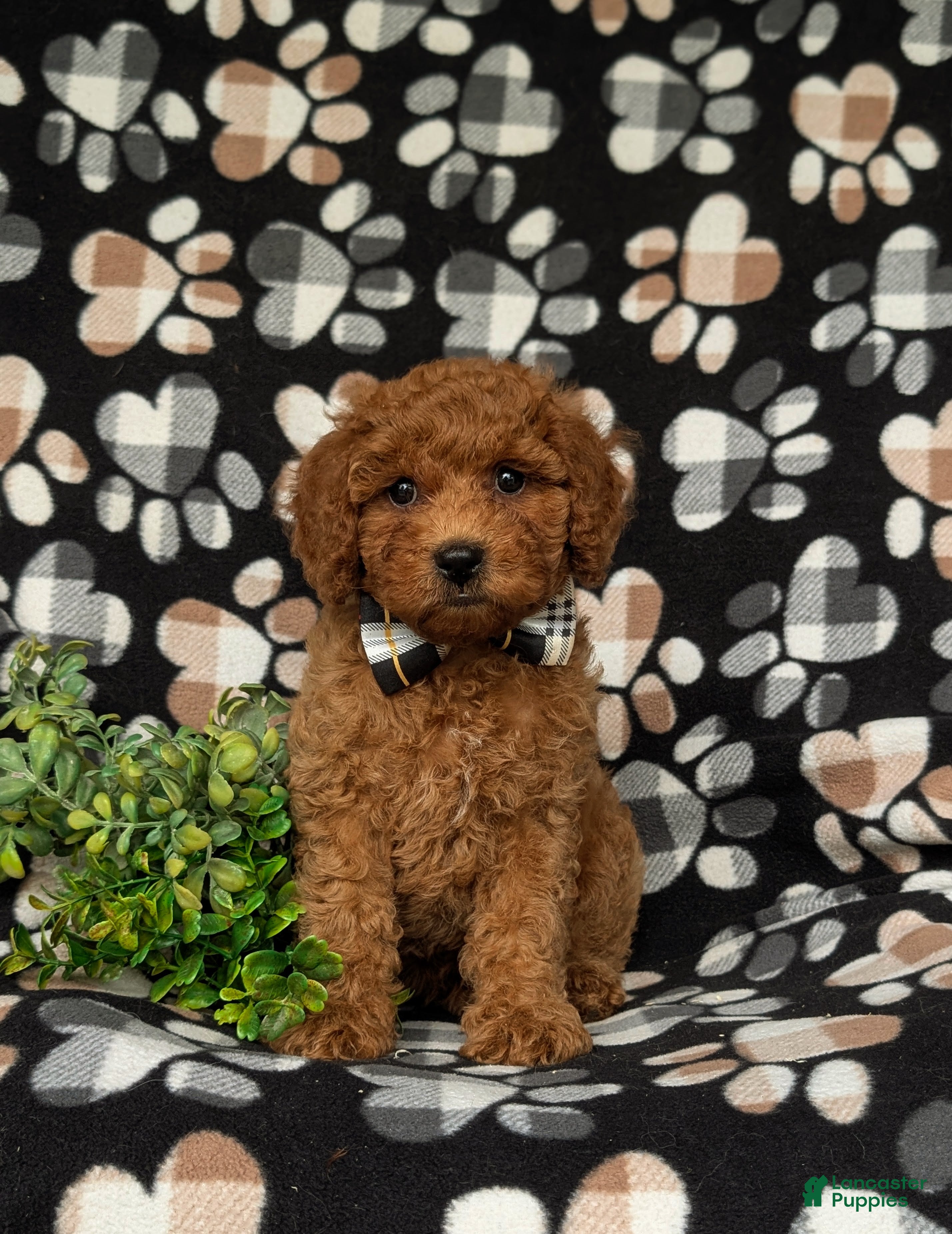 Miniature Poodle dogs Sanborn - Ad 2