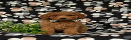 Miniature Poodle dogs for sale: Sanborn - Ad 2