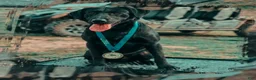 Mixed Breed dogs for sale: Mixed Breed 3 - Ad 3