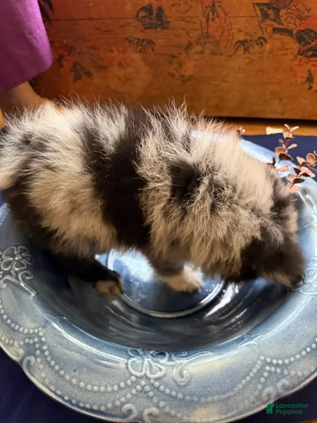 Pomeranian dogs for sale: Pomeranian 3 Kane - Ad 3