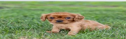 Cavalier King Charles Spaniel dogs for sale: Porky - Ad 2