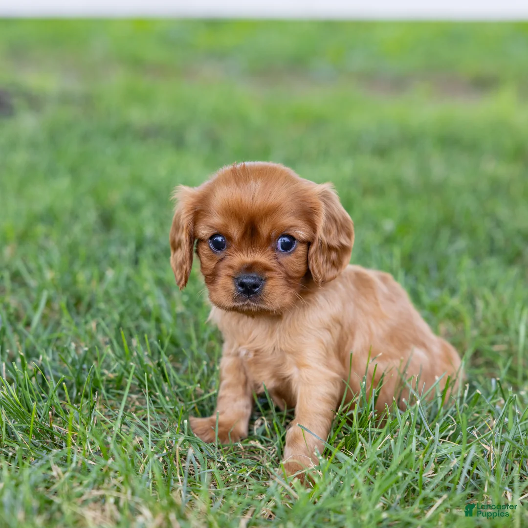 Cavalier King Charles Spaniel dogs for sale: Porky - Ad 2