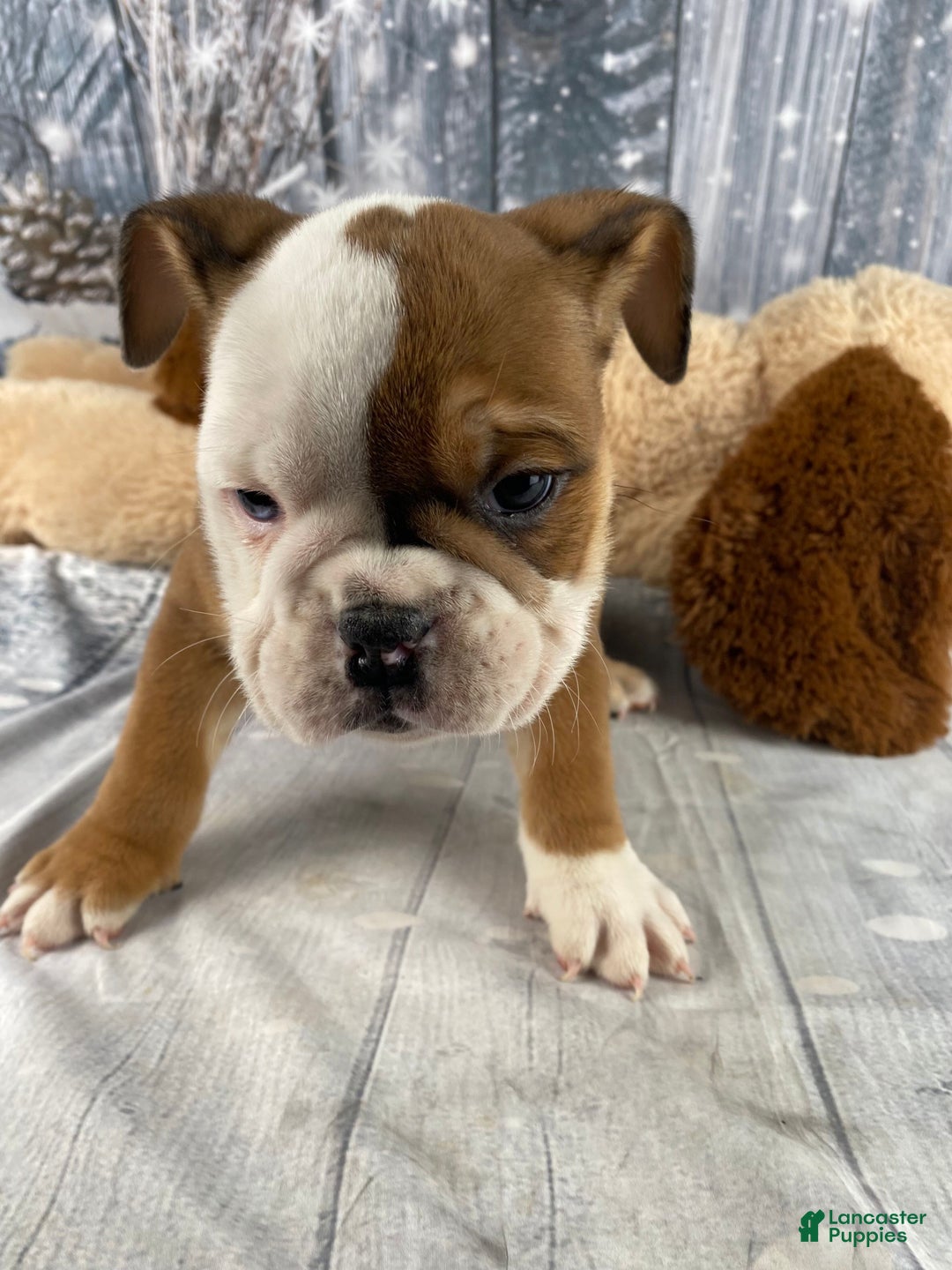 English Bulldog dogs for sale: Nora - Ad 6