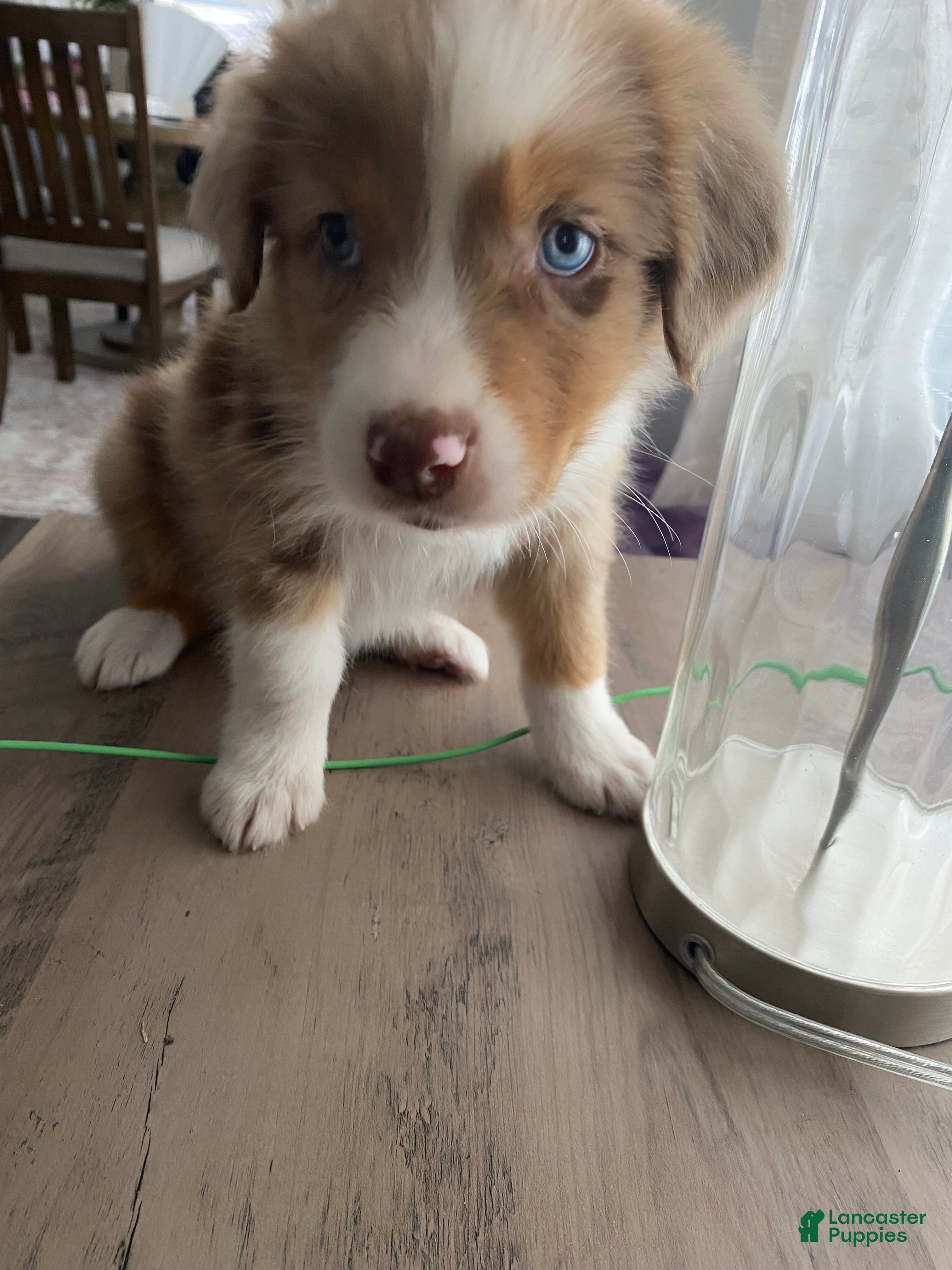 Australian Shepherd dogs Australian Shepherd Puppy 2 - Ad 11