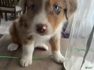 Australian Shepherd dogs Australian Shepherd Puppy 2 - Ad 11