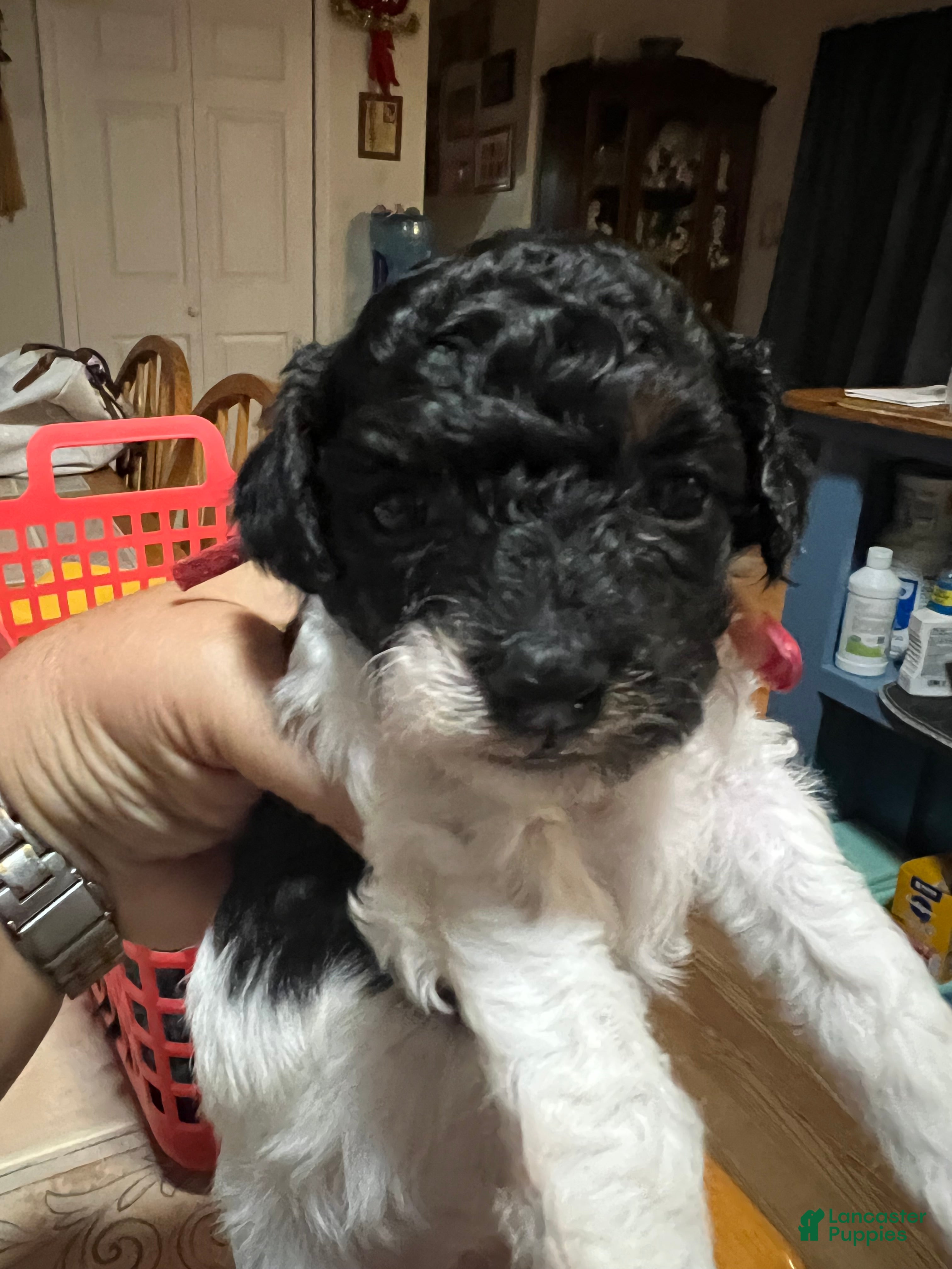 Miniature Poodle dogs for sale: Rose 🌹  - Ad 2