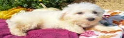 Bichon Frise dogs for sale: Tucker 🦴 - Ad 17