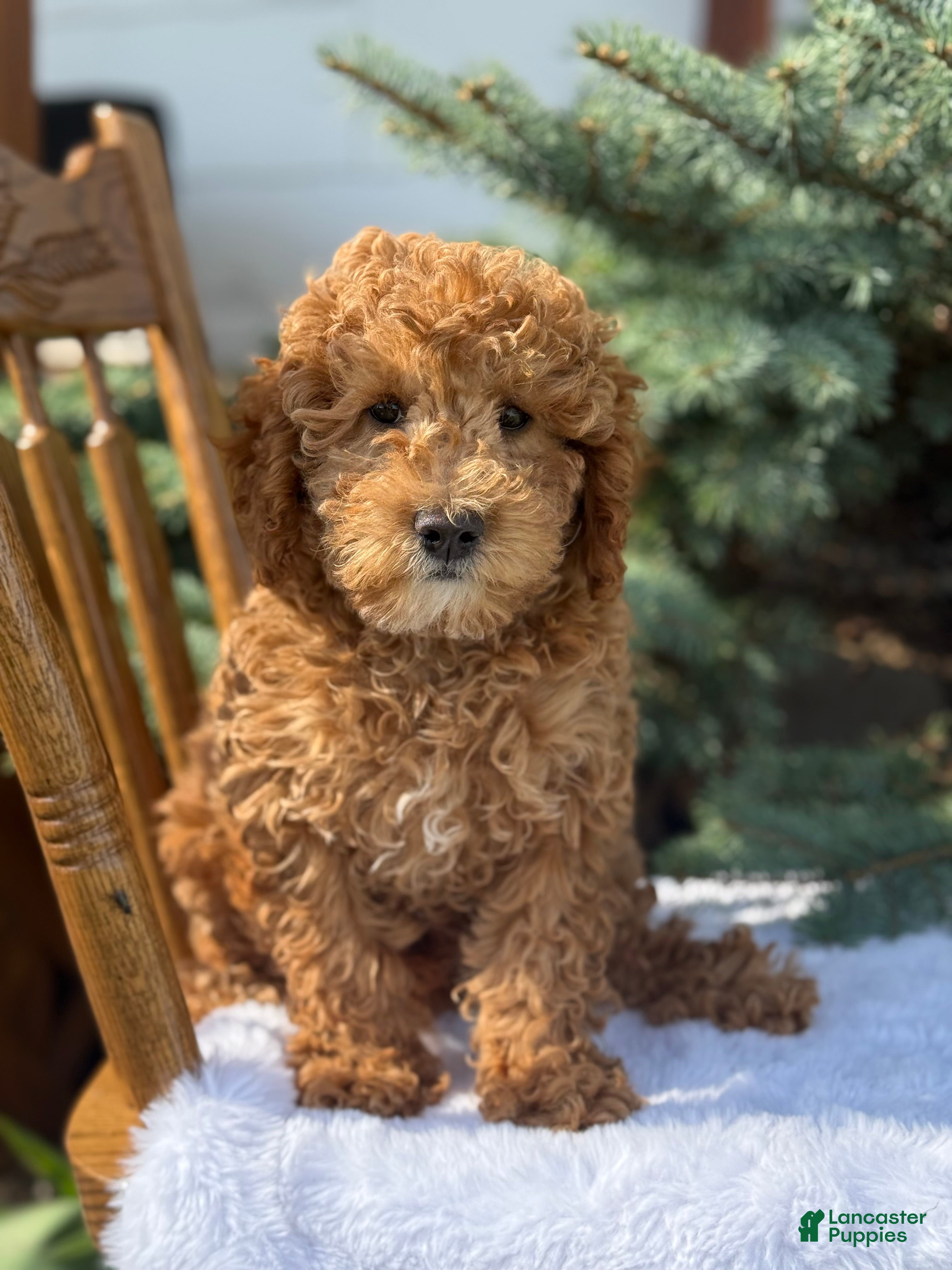 Cavapoo dogs Ace - Ad 2