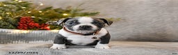 Boston Terrier dogs for sale: Chubby - Ad 3