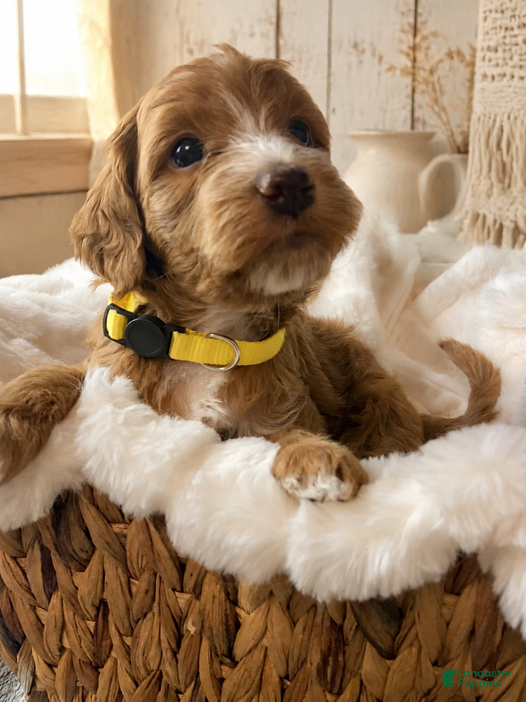 Mini Goldendoodle dogs Liberty - Ad 1
