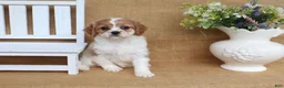 Cavapoo dogs for sale: Wendy - Ad 4
