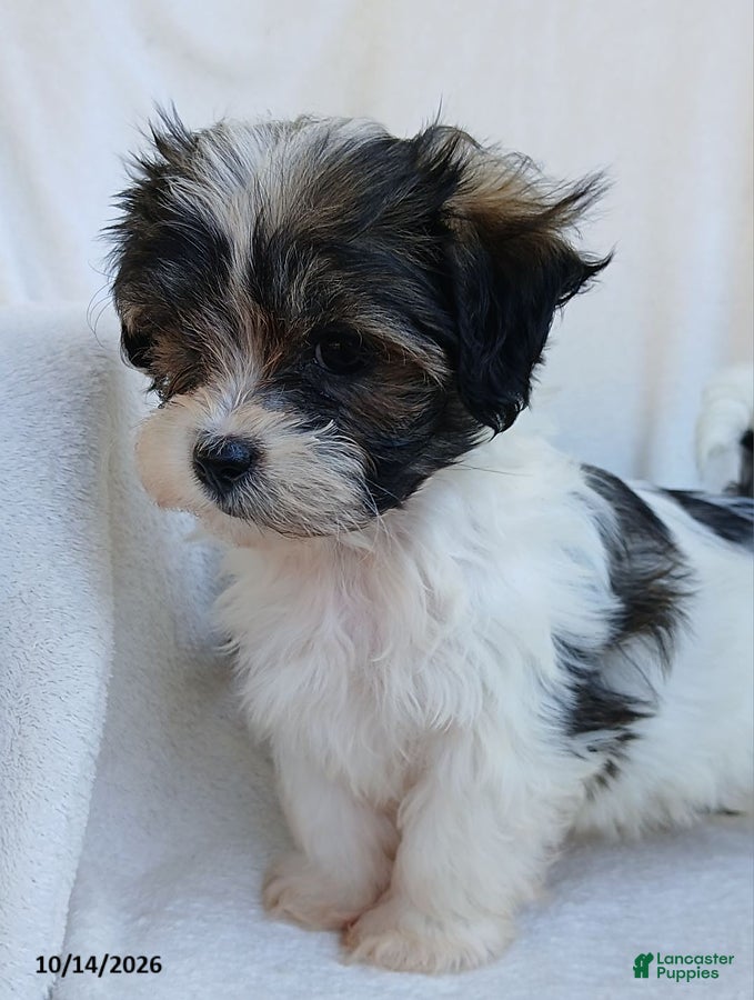 Teddy Bear dogs Keith - Ad 2