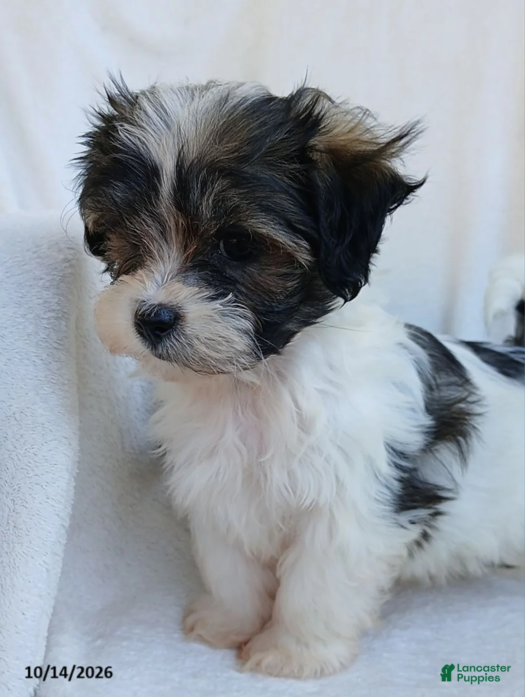 Teddy Bear dogs for sale: Keith - Ad 2