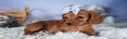 Dachshund dogs for sale: Quenton - Ad 15
