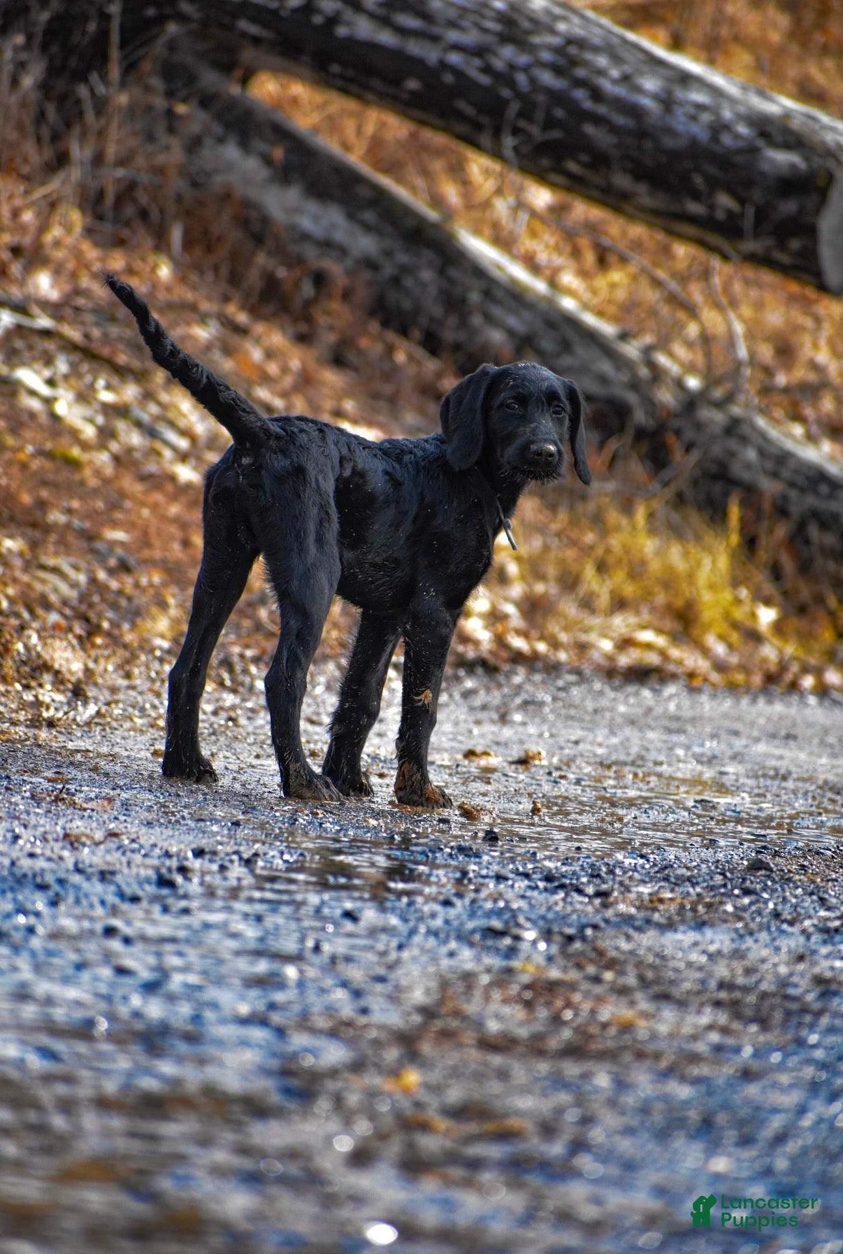 Labradoodle dogs Olly - Ad 17