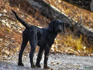 Labradoodle dogs Olly - Ad 17