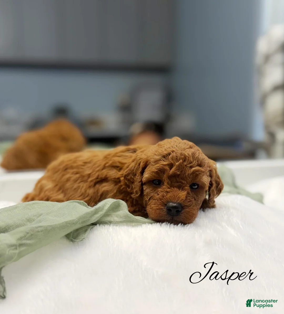 Mini Goldendoodle dogs for sale: Jasper - Ad 2