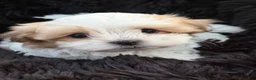 Malshi dogs for sale: Malshi Puppy 1 - Ad 1