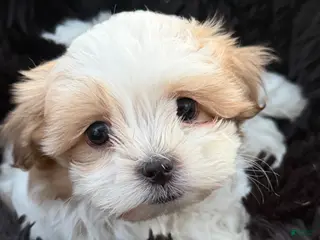 Malshi dogs Malshi Puppy 1 - Ad 4