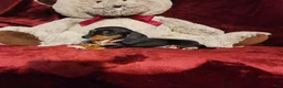 Miniature Dachshund dogs for sale: OAKLEY - Ad 2