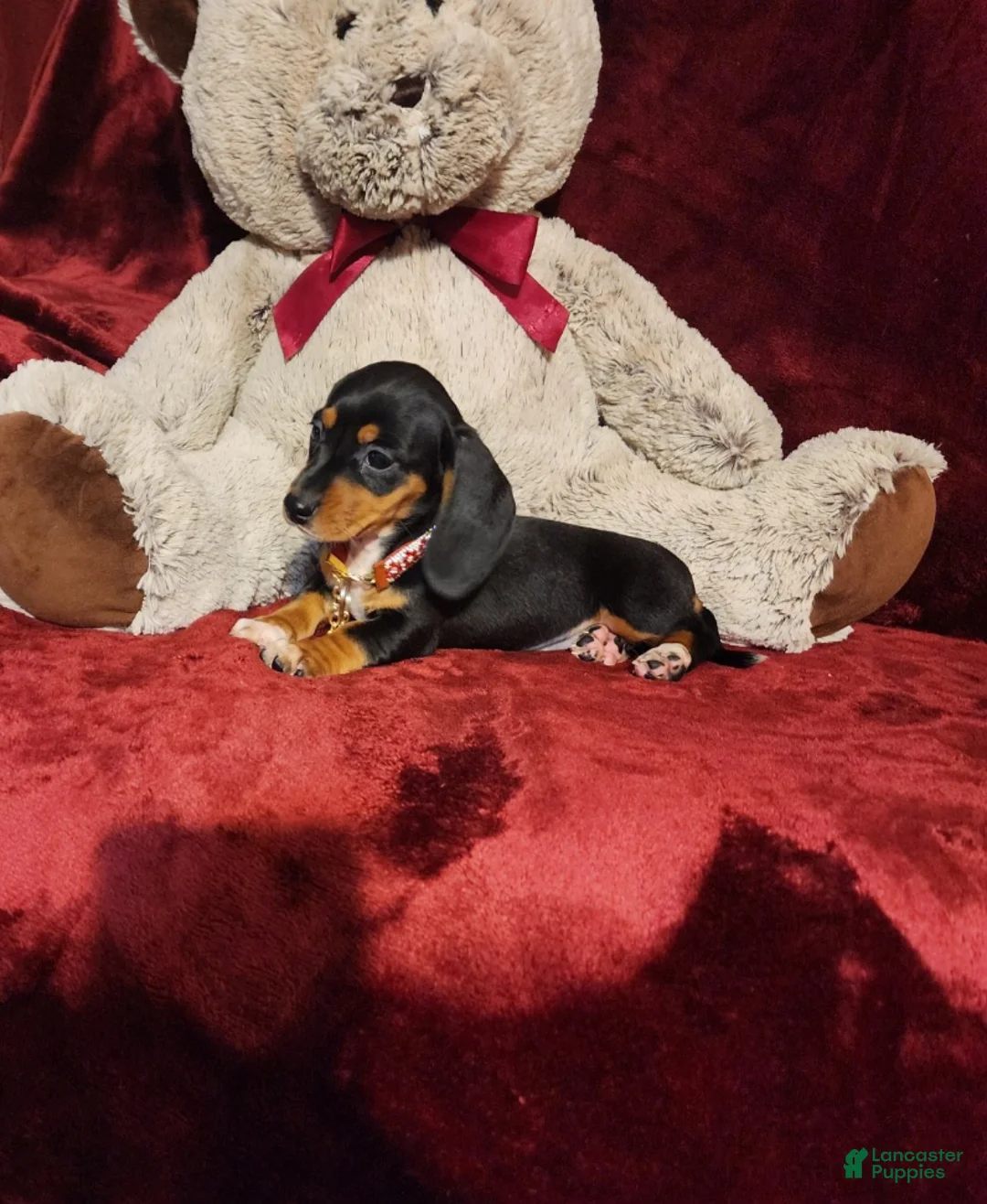 Miniature Dachshund dogs for sale: OAKLEY - Ad 2