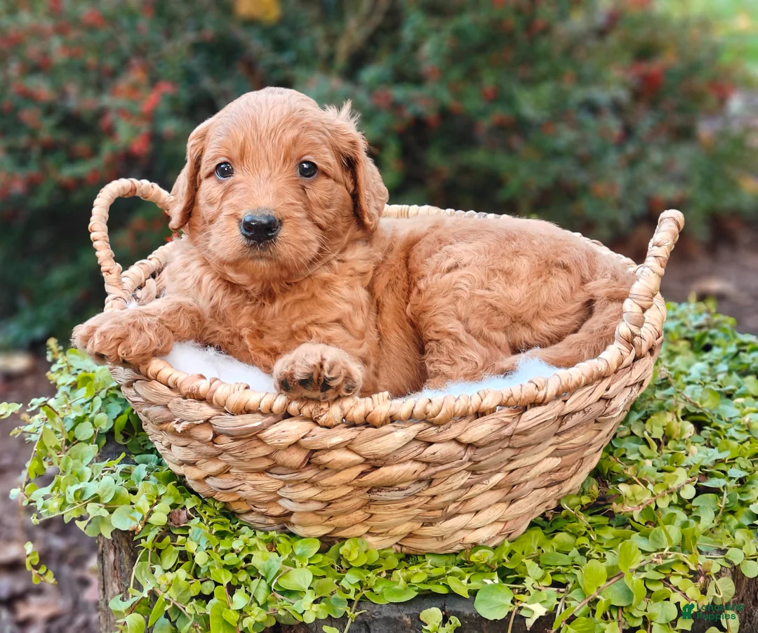 Goldendoodle dogs for sale: Clifford - Ad 2