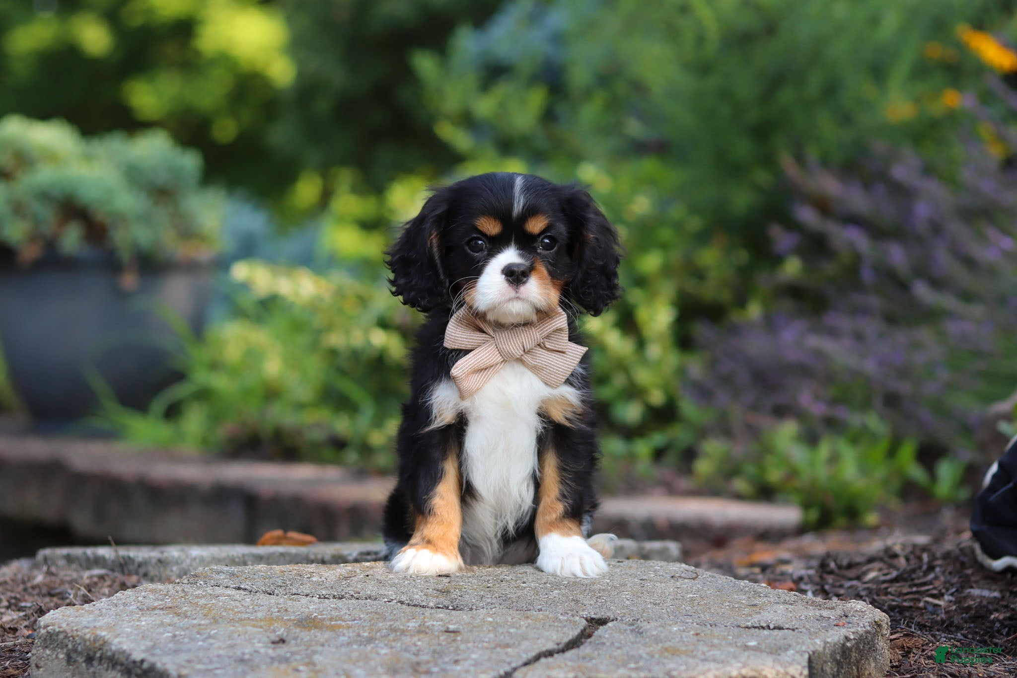 Cavalier King Charles Spaniel dogs Riley - Ad 1