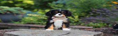 Riley