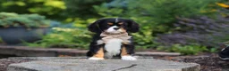 Cavalier King Charles Spaniel dogs for sale: Riley - Ad 1