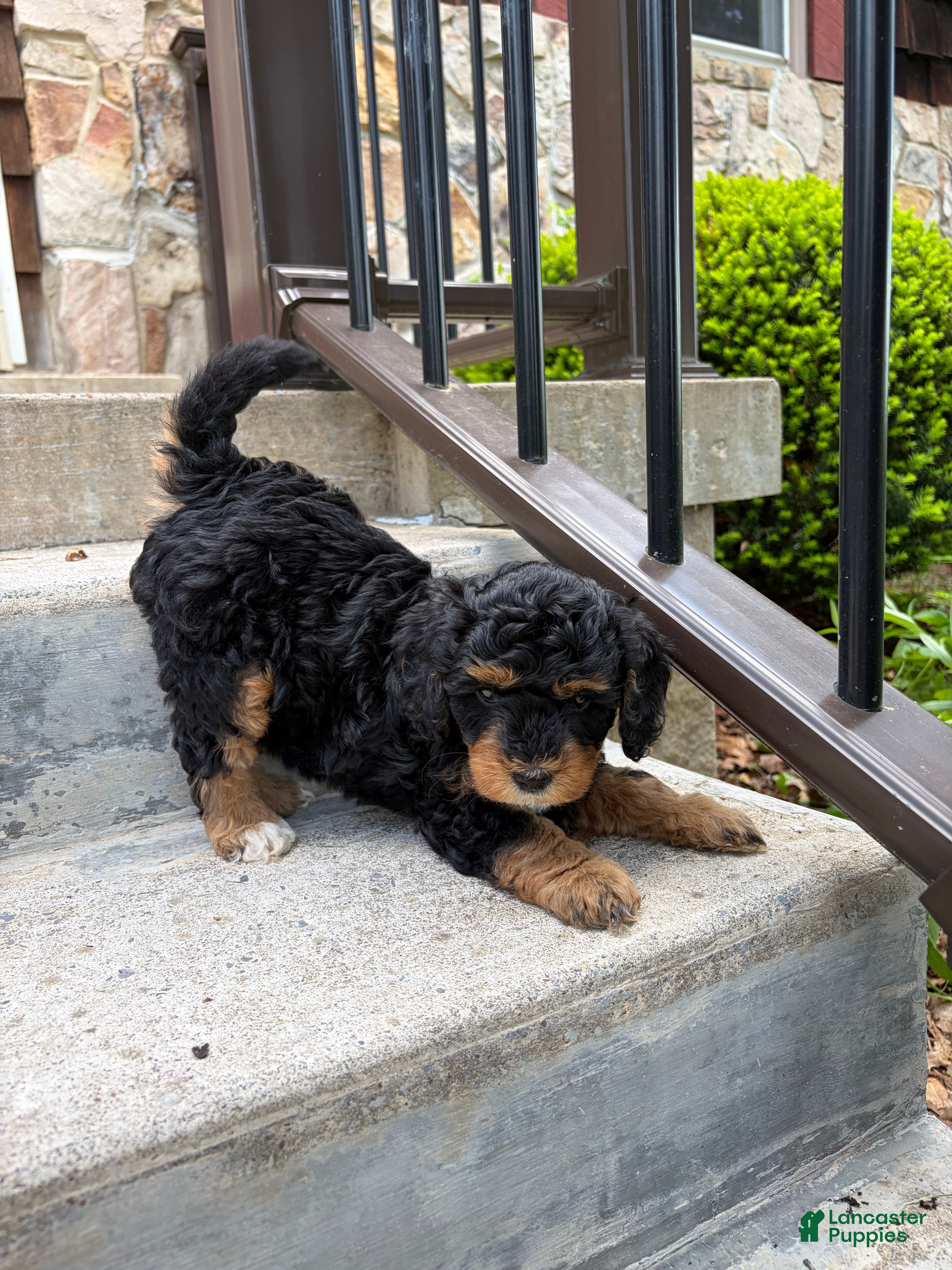 Mini Bernedoodle dogs Tulip - Ad 1