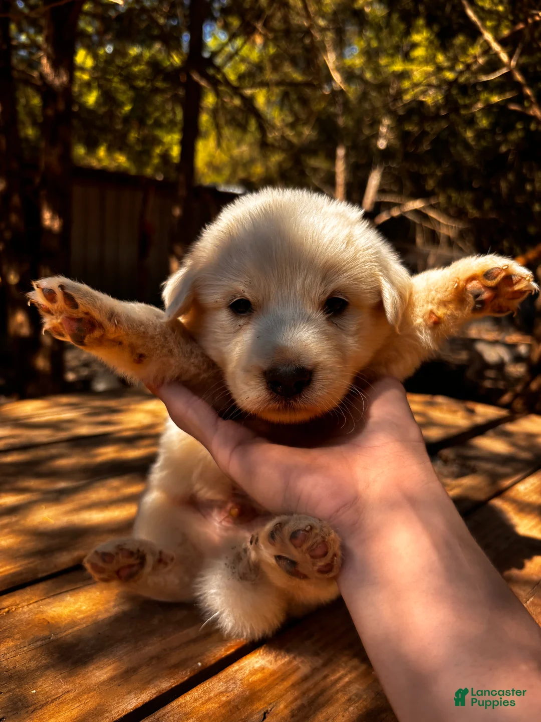 Great Pyrenees dogs for sale: Great Pyrenees 7 - Ad 2