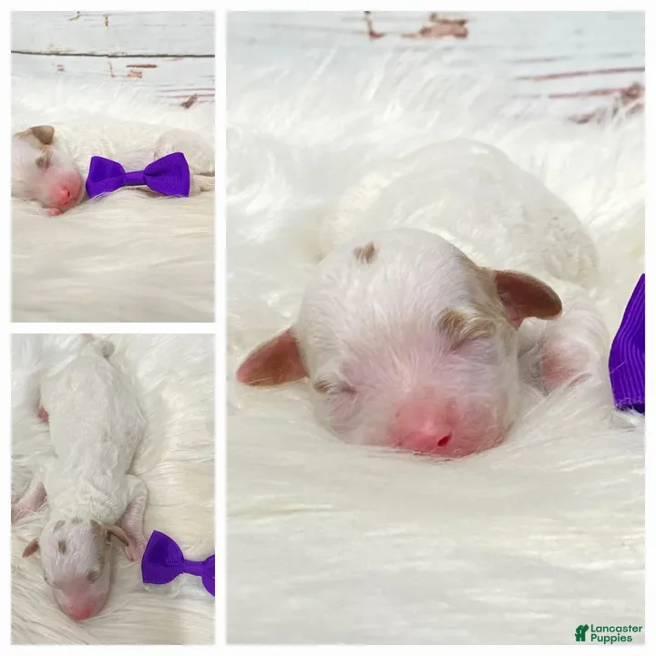 Standard Poodle dogs Arizona - Ad 1