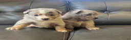 Australian Shepherd dogs for sale: Australian Shepherd 3 - Ad 7