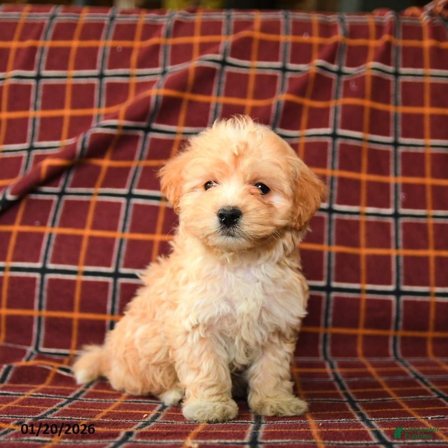 Maltipoo dogs Chip - Ad 32