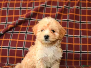 Maltipoo dogs Chip - Ad 41