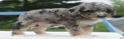 Toy Poodle dogs for sale: Dixie  - Ad 19