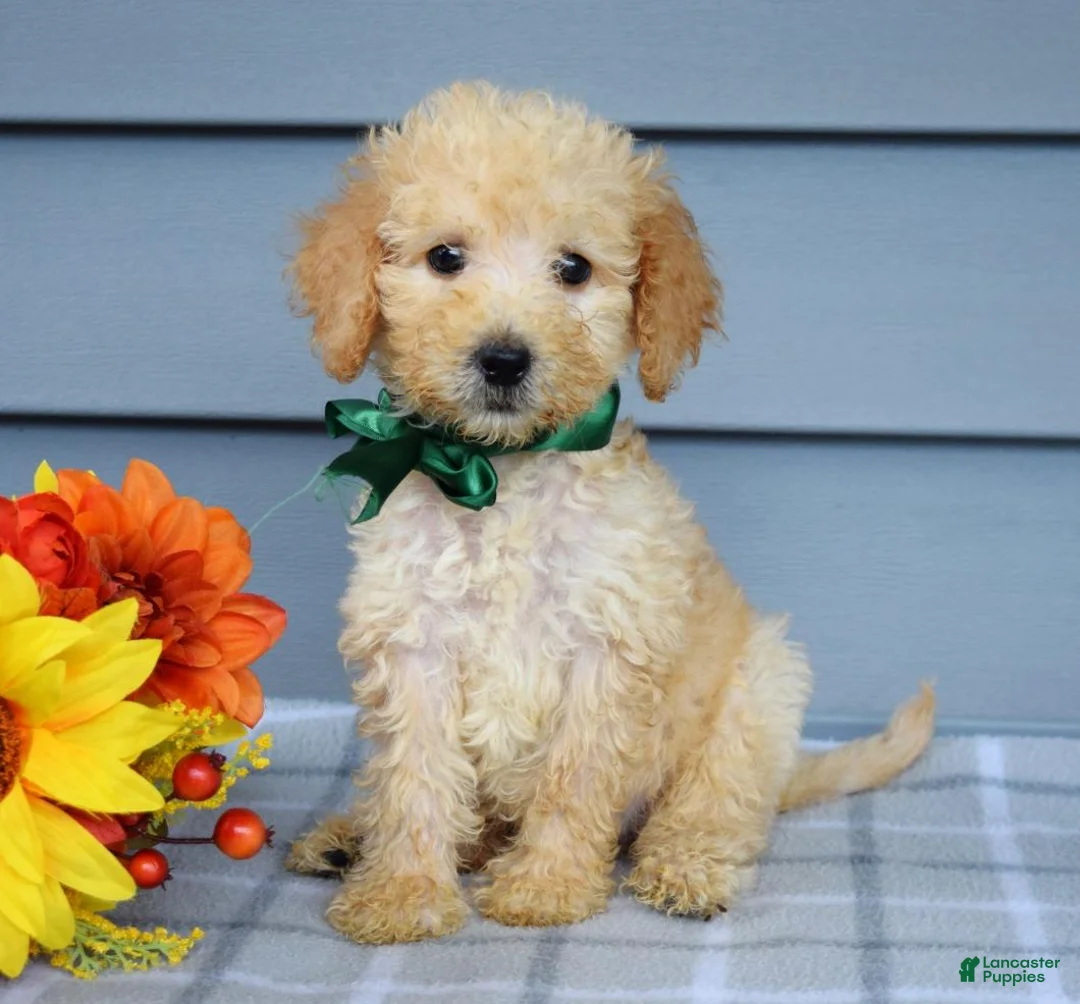 Goldendoodle dogs for sale: Oliver - Ad 1