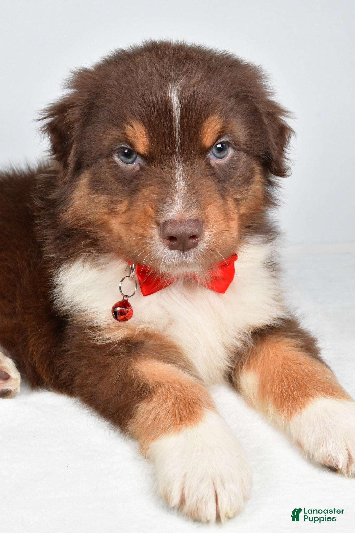 Australian Shepherd dogs Blake - Ad 2