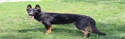 German Shepherd dogs for sale: Skye - Ad 11