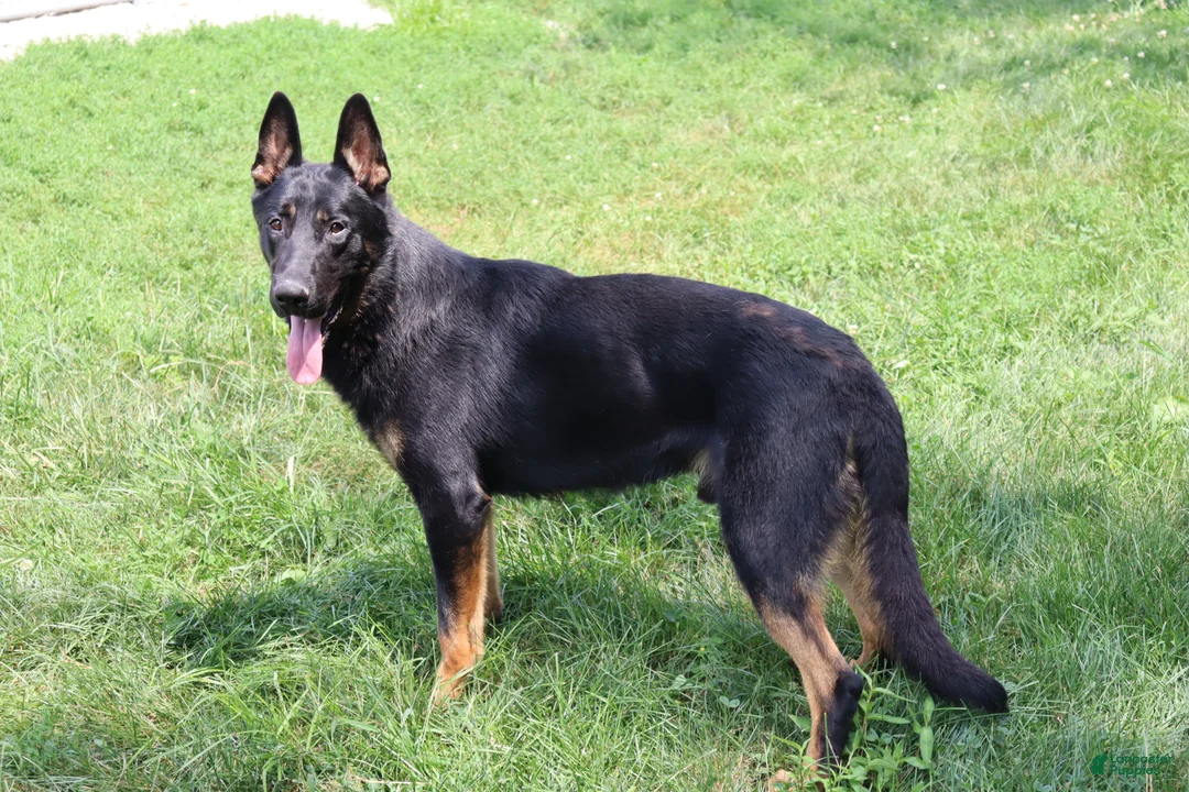 German Shepherd dogs for sale: Skye - Ad 11