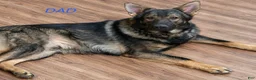 Gerberian Shepsky dogs for sale: Delilah - Ad 3