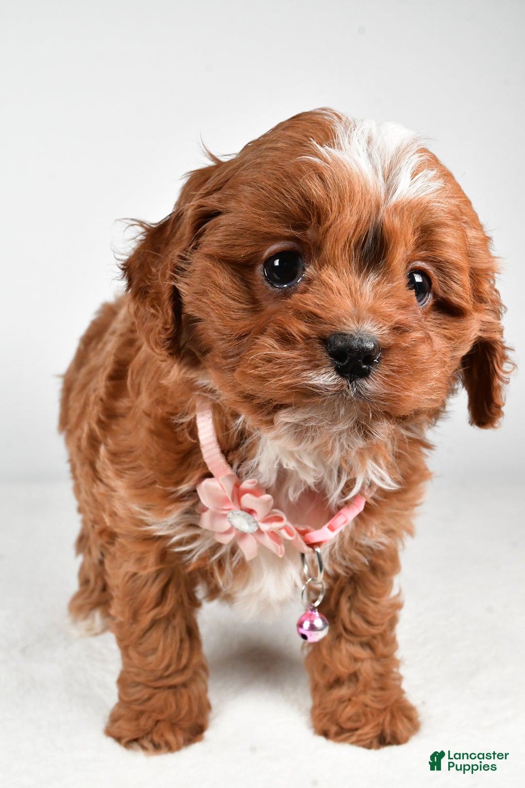 Cavapoo dogs for sale: Ruby - Ad 7