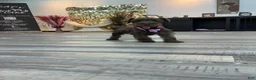 Miniature Schnauzer dogs for sale: Dutches - Ad 2