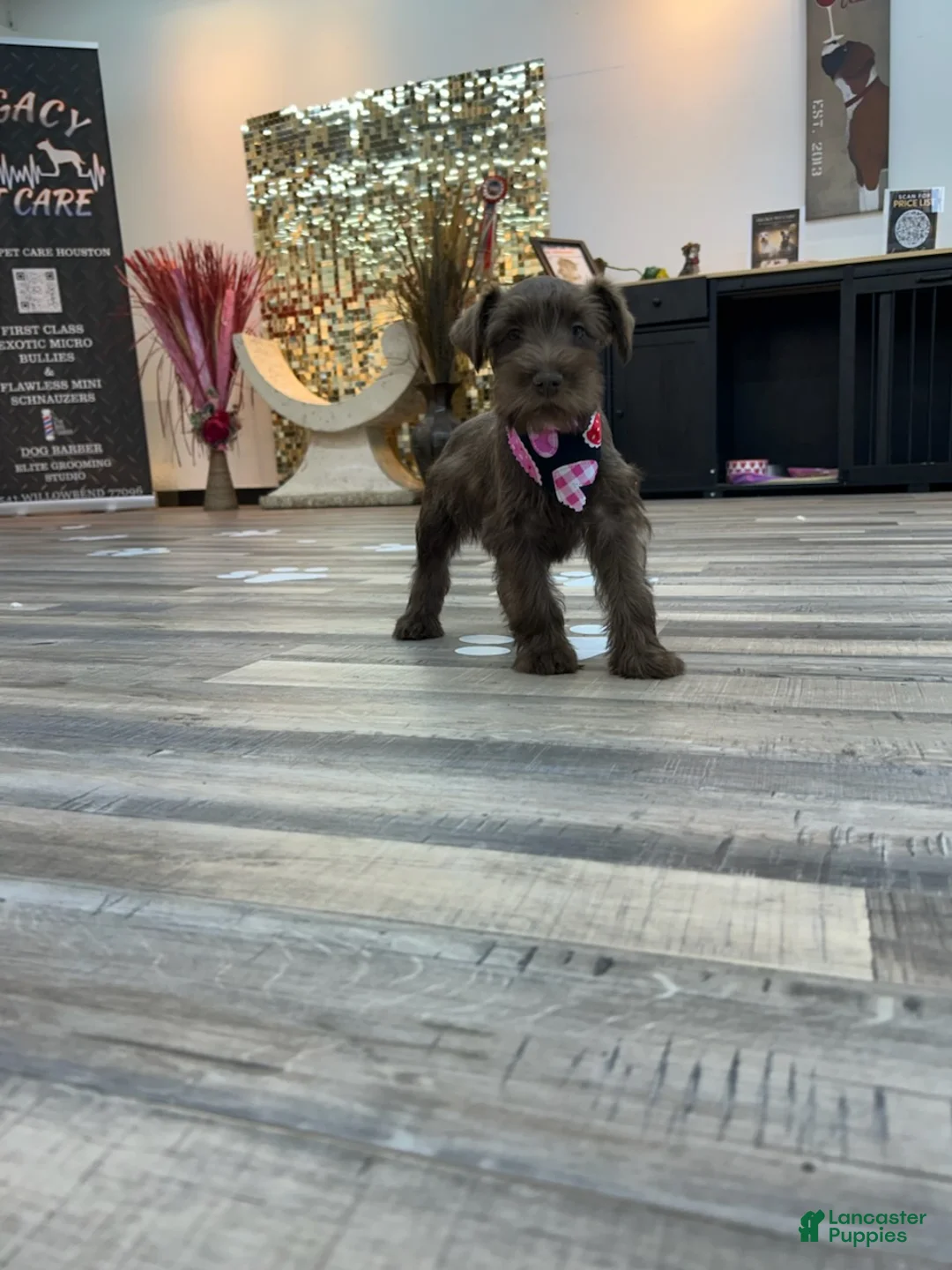 Miniature Schnauzer dogs for sale: Dutches - Ad 2