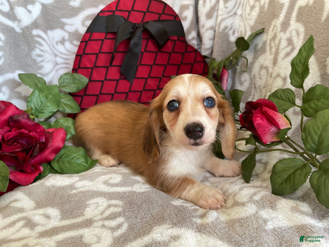 Miniature Dachshund dogs for sale: Brynn - Ad 7